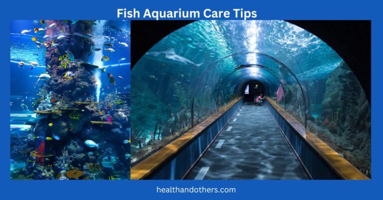 How to Take Care of Fish Aquarium at Home?