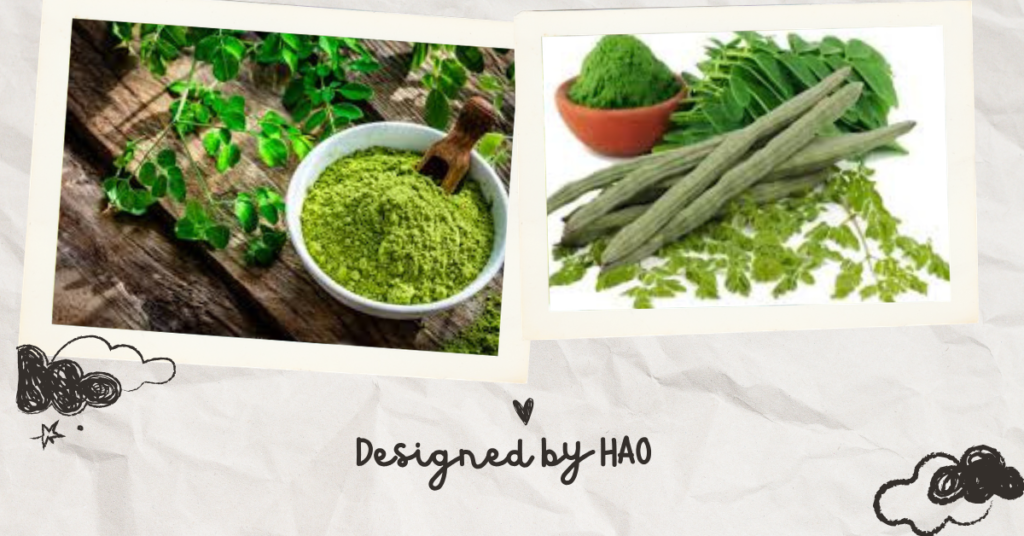 Magical 40+ Benefits of Sohanjna Tree | Moringa | Drumstick 9 Moringa Gond