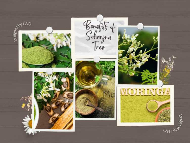 Benefits of Sohanjna Tree